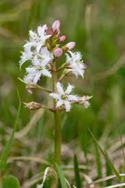 Attēlu rezultāti vaicājumam “Menyanthes trifoliata flower”