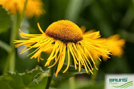 Attēlu rezultāti vaicājumam “Telekia speciosa leaf”