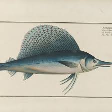 Image result for Istiophorus platypterus