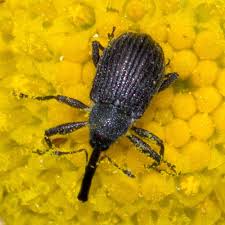 Attēlu rezultāti vaicājumam “Anthonomus phyllocola”