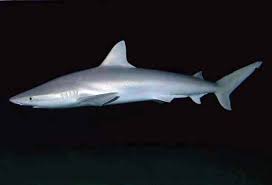 Image result for Carcharhinus