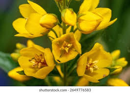 Attēlu rezultāti vaicājumam “Lysimachia punctata flower”