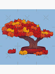 Kuvahaun tulos haulle bonsaikitten