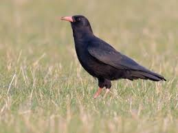 Image result for Pyrrhocorax pyrrhocorax