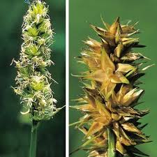 Attēlu rezultāti vaicājumam “Carex appropinquata fruit”