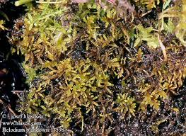 Attēlu rezultāti vaicājumam “Helodium blandowii”