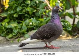 Attēlu rezultāti vaicājumam “Columbiformes”