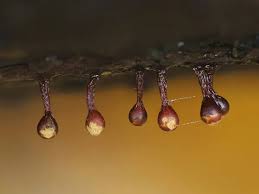 Attēlu rezultāti vaicājumam “Trichia botrytis”