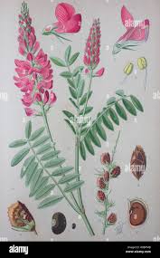 Image result for Onobrychis viciifolia
