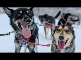 Image result for Team Ice Fire British Sled Dog Racing Team