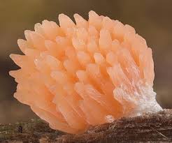 Attēlu rezultāti vaicājumam “Cribraria ferruginea”