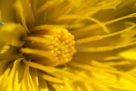 Attēlu rezultāti vaicājumam “Taraxacum suecicum flower”