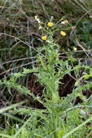 Attēlu rezultāti vaicājumam “Sonchus asper flower”