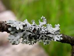 Attēlu rezultāti vaicājumam “Hypogymnia physodes”