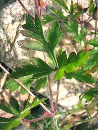 Attēlu rezultāti vaicājumam “Geranium robertianum leaf”
