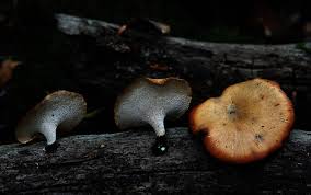 Attēlu rezultāti vaicājumam “Polyporus varius”