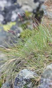 Attēlu rezultāti vaicājumam “Festuca arenaria”