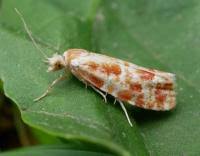 Attēlu rezultāti vaicājumam “Rhyacionia pinicolana”