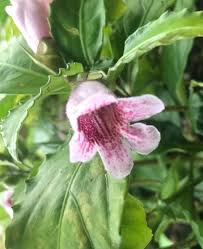 Image result for Campanula strigosa