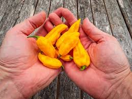 Afbeeldingsresultaat voor yellow fratali hot pepper