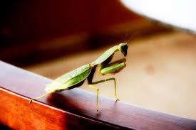 Attēlu rezultāti vaicājumam “Mantis religiosa”