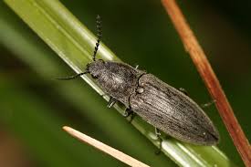 Attēlu rezultāti vaicājumam “Actenicerus sjaelandicus”