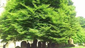 Attēlu rezultāti vaicājumam “Fagus sylvatica fo. laciniata bud”