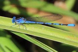 Attēlu rezultāti vaicājumam “Coenagrionidae”