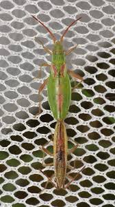 Attēlu rezultāti vaicājumam “Myrmus miriformis”