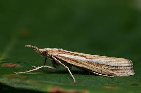 Attēlu rezultāti vaicājumam “Agriphila tristella”