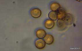 Attēlu rezultāti vaicājumam “Trichia ambigua”