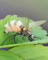 Attēlu rezultāti vaicājumam “Entomophthora”