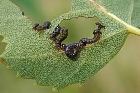 Attēlu rezultāti vaicājumam “Euura brevicornis larva”