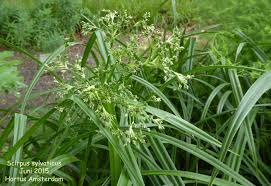 Attēlu rezultāti vaicājumam “Scirpus sylvaticus flower”