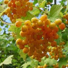 Attēlu rezultāti vaicājumam “Viburnum opulus fruit”