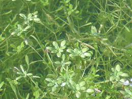 Attēlu rezultāti vaicājumam “Callitriche cophocarpa leaf”