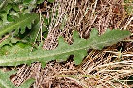 Attēlu rezultāti vaicājumam “Hypochaeris radicata leaf”