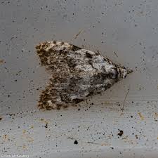 Attēlu rezultāti vaicājumam “Nola confusalis”