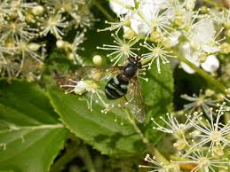 Attēlu rezultāti vaicājumam “Didea alneti”