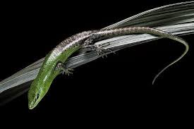 Risultati immagini per dasia smaragdina