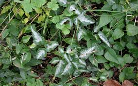 Attēlu rezultāti vaicājumam “Clematis leaf”