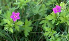 Attēlu rezultāti vaicājumam “Geranium palustre”