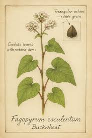 Attēlu rezultāti vaicājumam “Fagopyrum esculentum leaf”