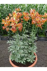 Image result for Lilium martagon `Arabian Night`