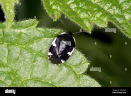 Attēlu rezultāti vaicājumam “Tritomegas bicolor”