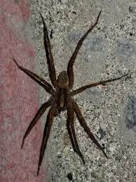 Attēlu rezultāti vaicājumam “Miturgidae”