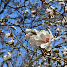 Attēlu rezultāti vaicājumam “Magnolia cylindrica”
