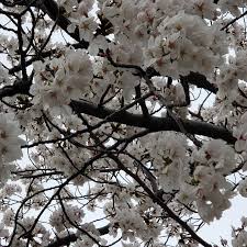 「香月さくら」の画像検索結果