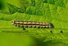 Attēlu rezultāti vaicājumam “Callimorpha dominula larva”