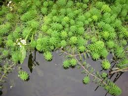 「粉綠狐尾藻」的圖片搜尋結果